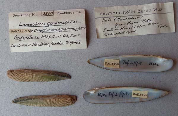 specimen
