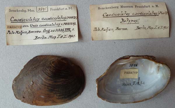 image of lot SMF_3595_1