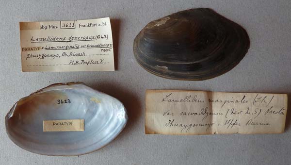 image of lot SMF_3623