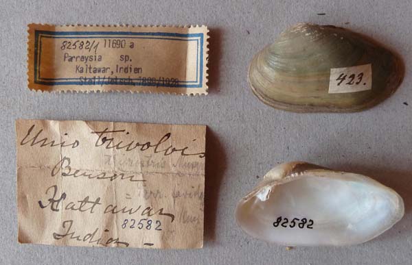 image of lot SMF_82582