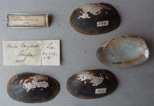 image of lot SMF_83255