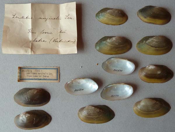 image of lot SMF_83259