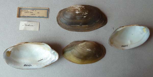 image of lot SMF_83262