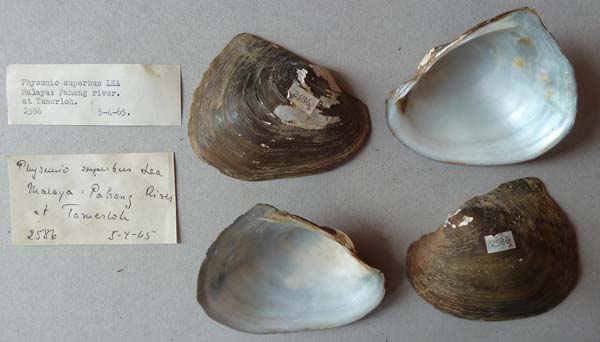 image of lot SMF_BR2586