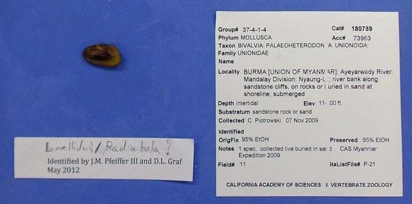 image of lot CAS_180789