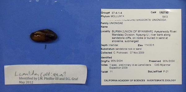 image of lot CAS_180790