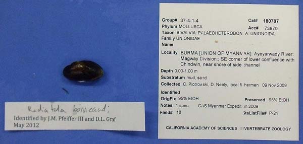 image of lot CAS_180797