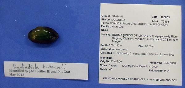 image of lot CAS_180803