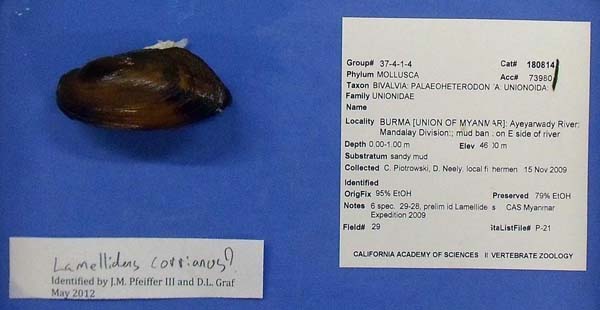 image of lot CAS_180814