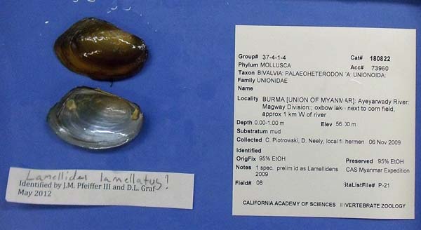 image of lot CAS_180822