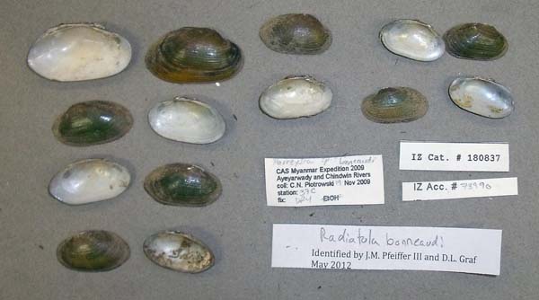 image of lot CAS_180837