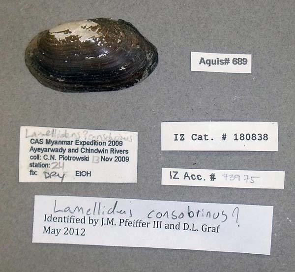 image of lot CAS_180838