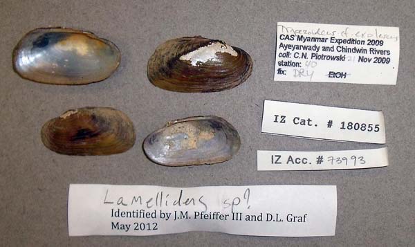 image of lot CAS_180855