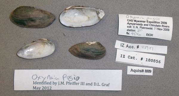 image of lot CAS_180856