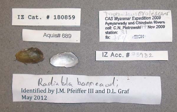 image of lot CAS_180859