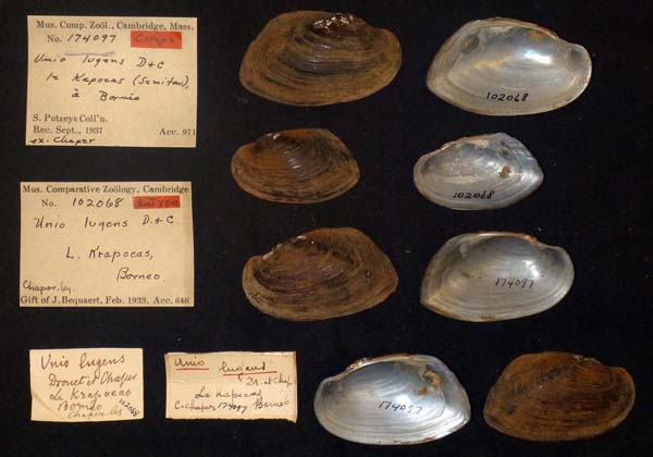 image of lot MCZ_102068