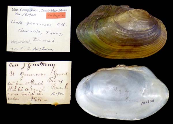 image of lot MCZ_161900