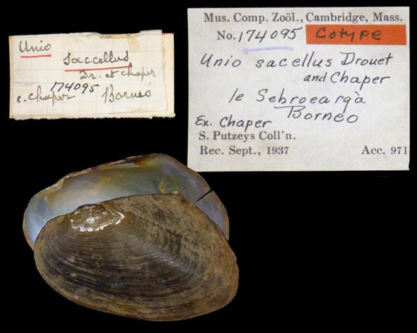 image of lot MCZ_174095