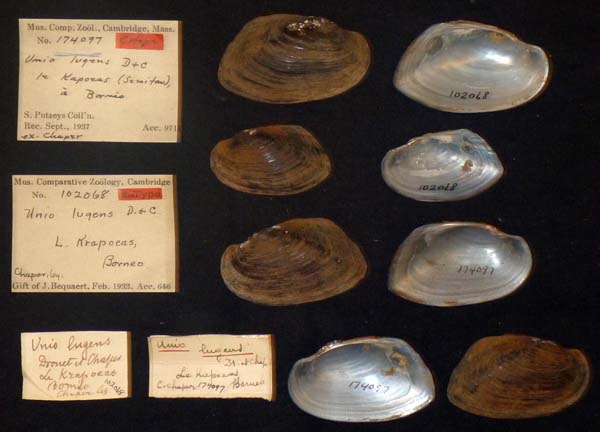 image of lot MCZ_174097