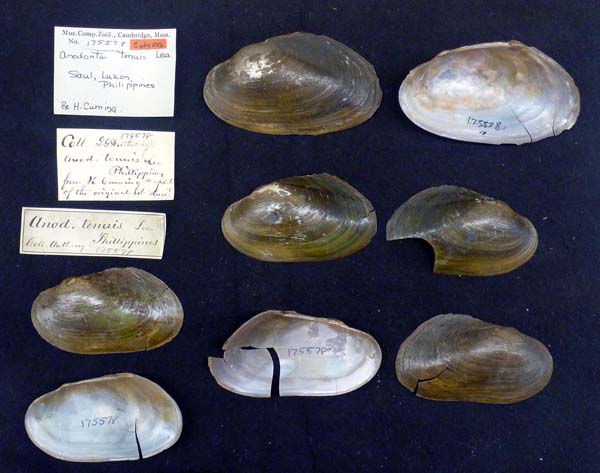 image of lot MCZ_175578