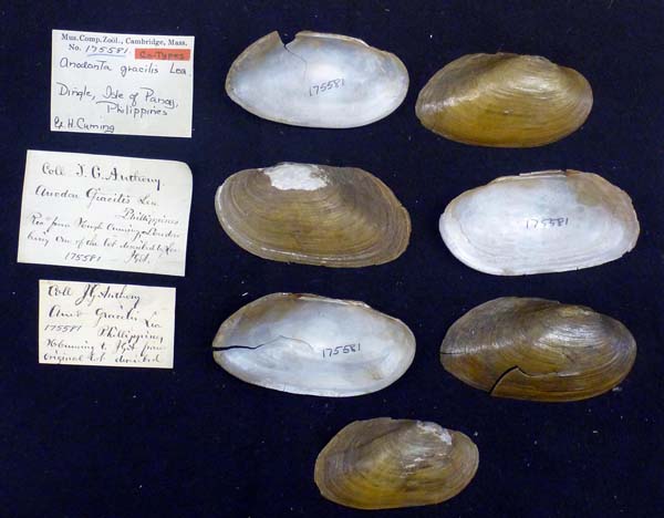 image of lot MCZ_175581