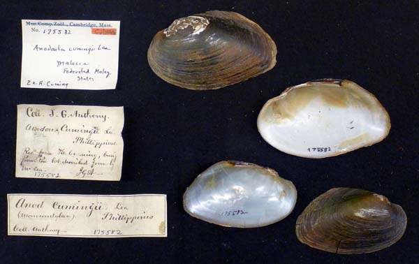 image of lot MCZ_175582