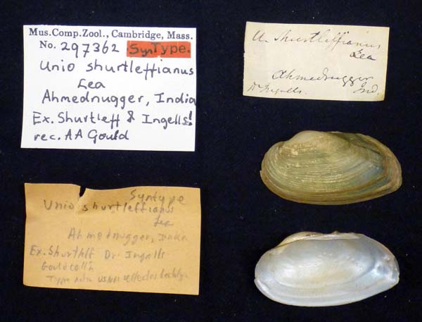 image of lot MCZ_297362