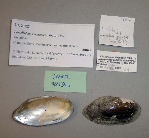 image of lot UMMZ_304346