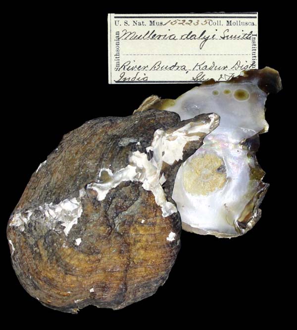 image of lot USNM_152235