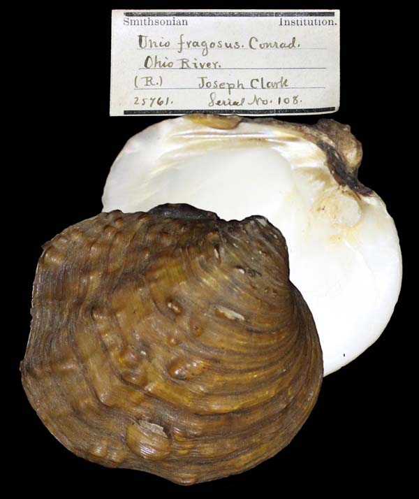 image of lot USNM_25761