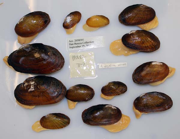 image of lot USNM_1282280-82 image of lot USNM_1282280-82