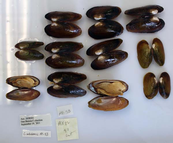 image of lot USNM_1282325 image of lot USNM_1282325