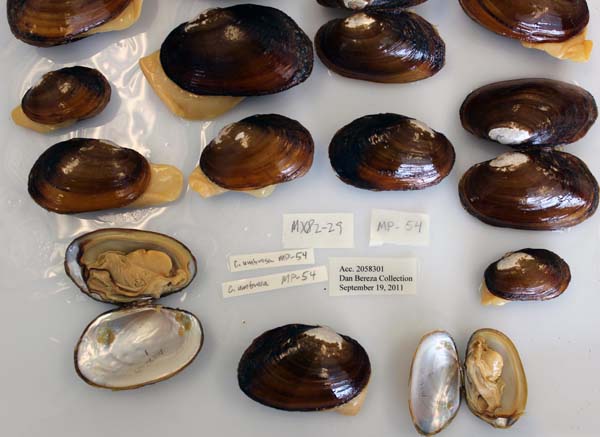 image of lot USNM_1282343