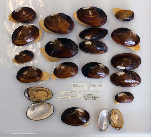 image of lot USNM_1282343