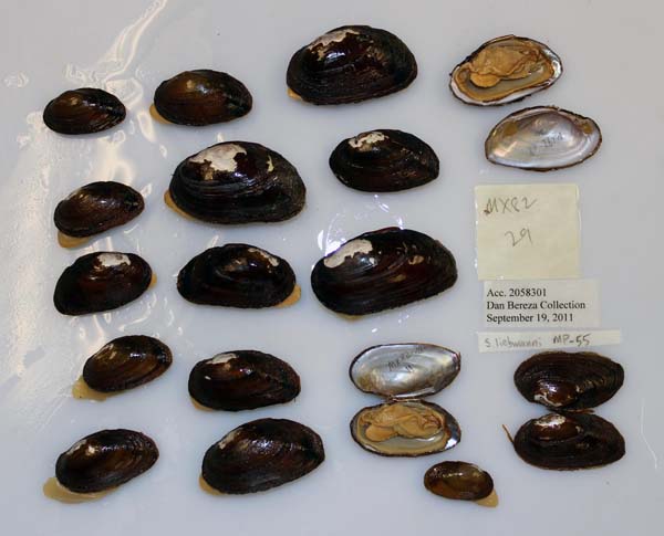 image of lot USNM_1282648