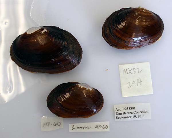 image of lot USNM_1282344-45