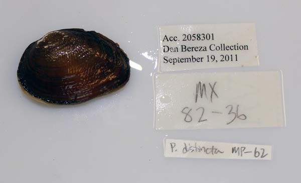 image of lot USNM_1282610