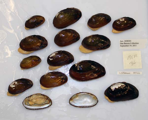 image of lot USNM_1282651-52