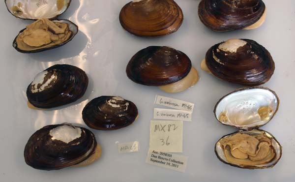 image of lot USNM_1282346-47