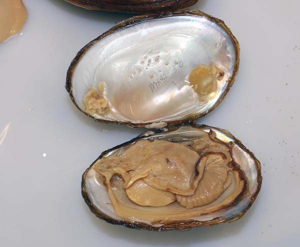 image of lot USNM_1282346-47