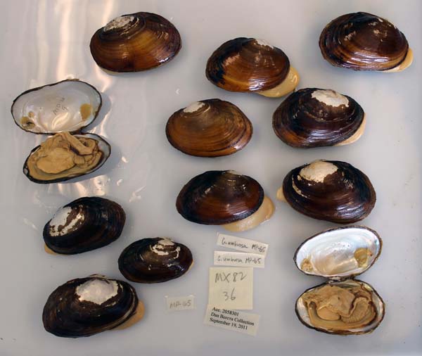 image of lot USNM_1282346-47