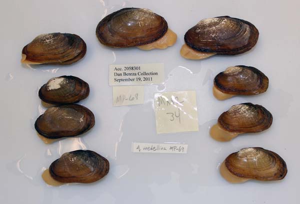 image of lot USNM_1282286 image of lot USNM_1282286