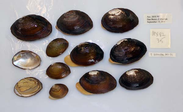 image of lot USNM_1282611-12