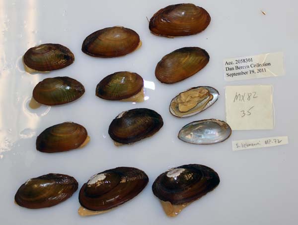 image of lot USNM_1282653