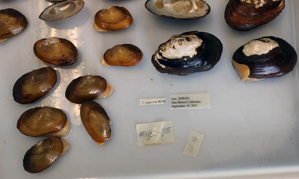 image of lot USNM_1282348-53