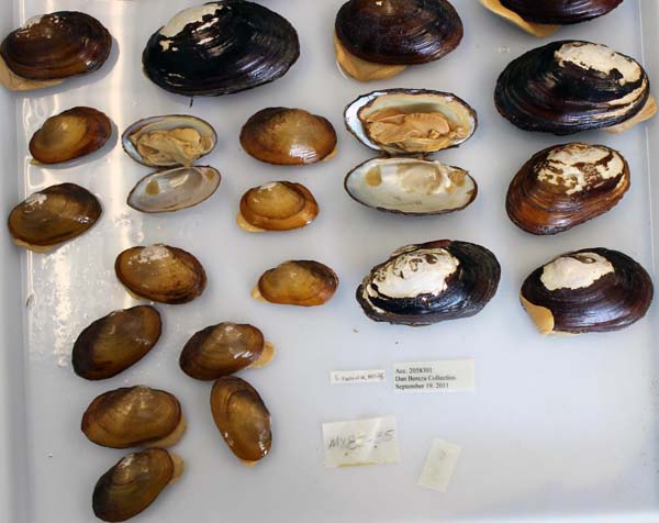 image of lot USNM_1282348-53