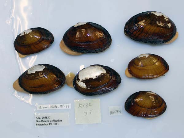 image of lot USNM_1282262