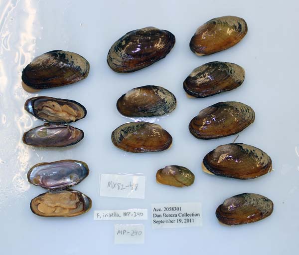 image of lot USNM_1282434 image of lot USNM_1282434