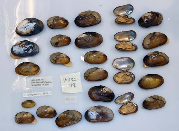 image of lot USNM_1282293 image of lot USNM_1282293