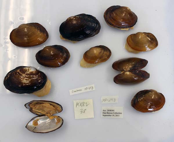 image of lot USNM_1282355